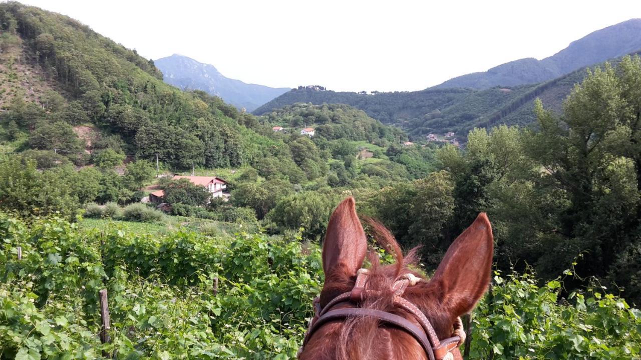 Cantina Del Casale Tramonti Bagian luar foto